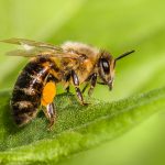 a bee with a yellow and black body on a green leaf