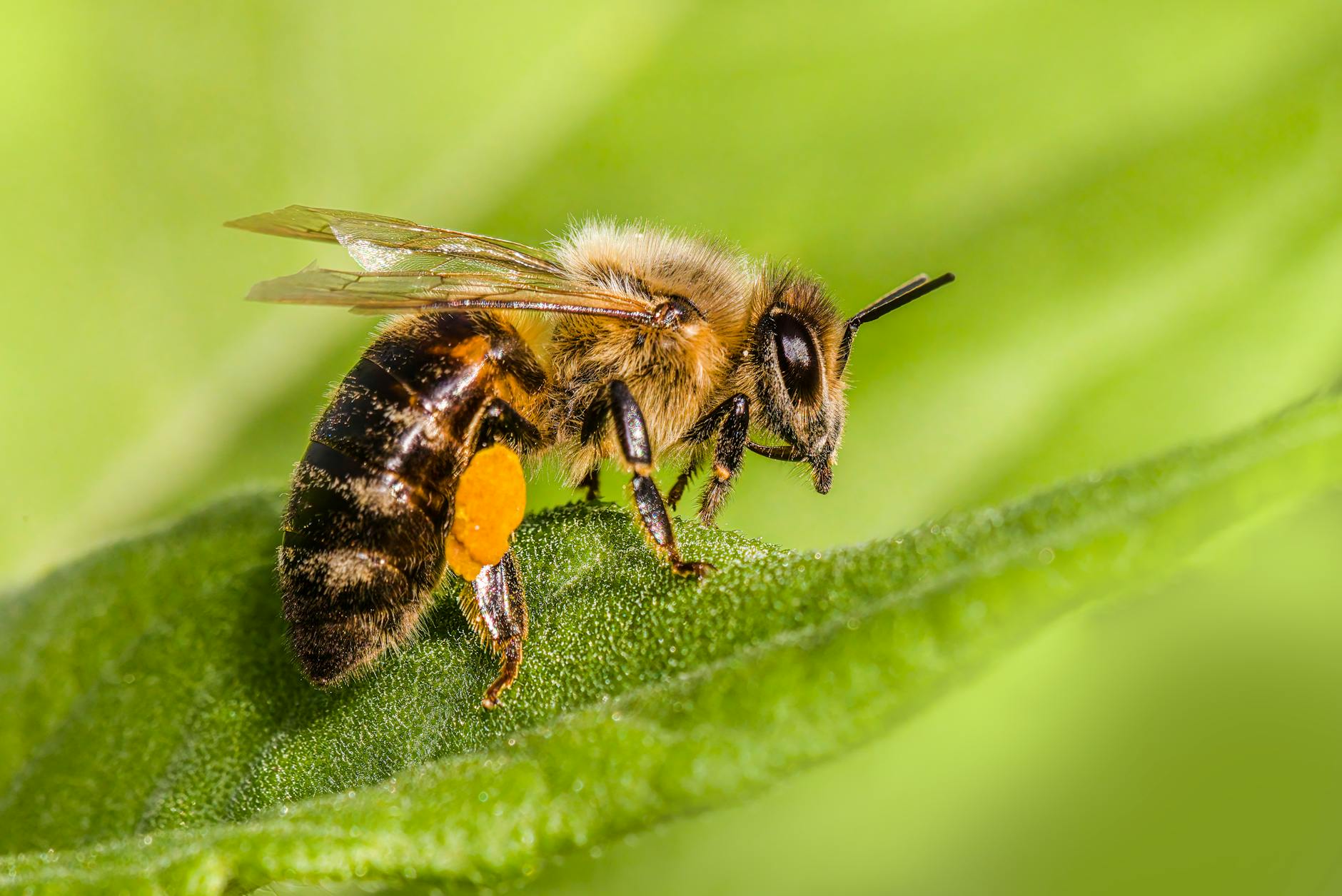 a bee with a yellow and black body on a green leaf