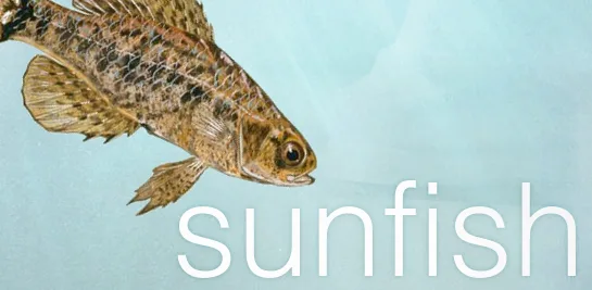 Sunfish: Engine cờ vua siêu gọn bằng Python chỉ với hơn 100 dòng code